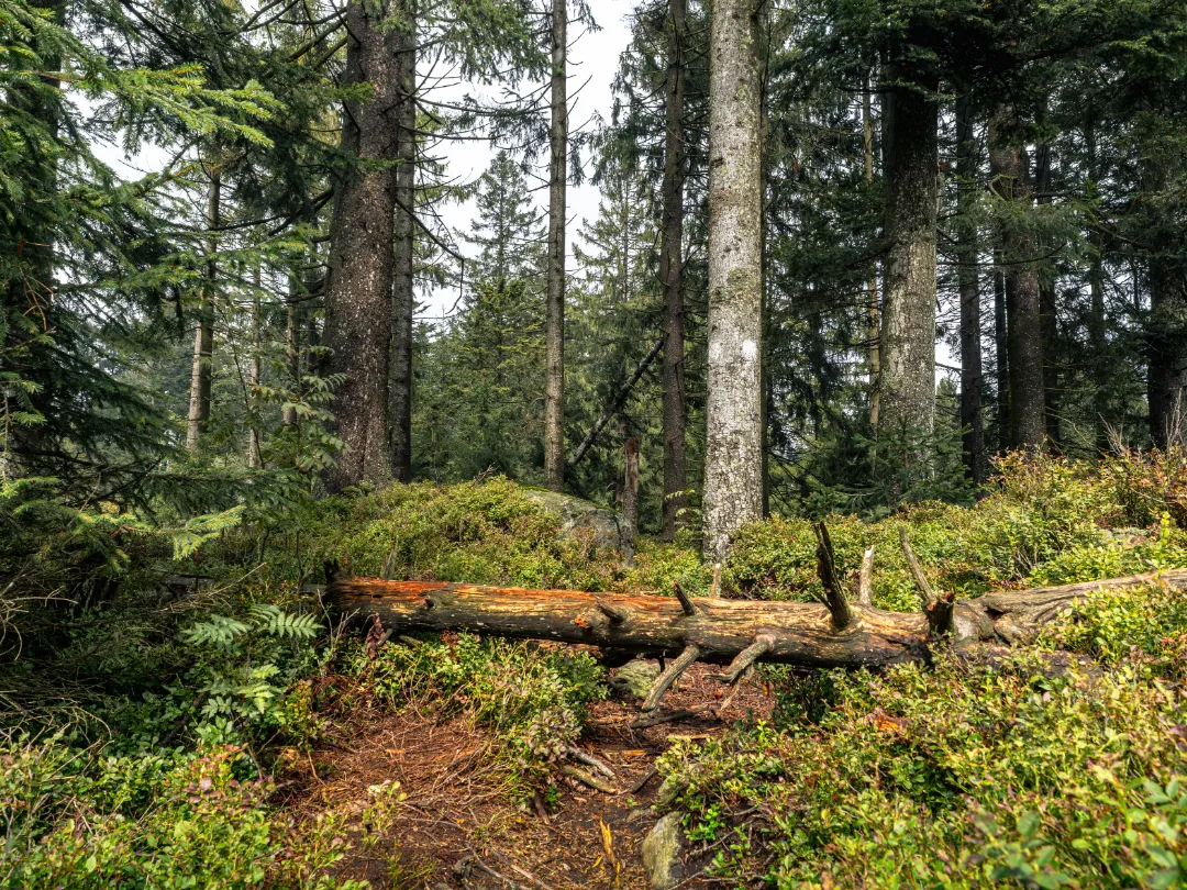 Hadriwa Höhenweg mit Gipfelkreuz und Aussichtspunkt im Bayerischen Wald (Foto 3)