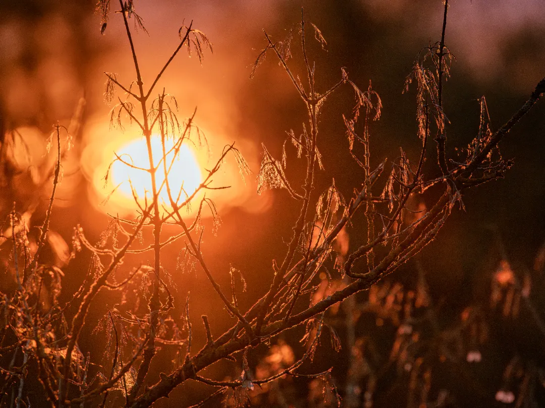 Sonnenuntergang an der Bogener alten Donau