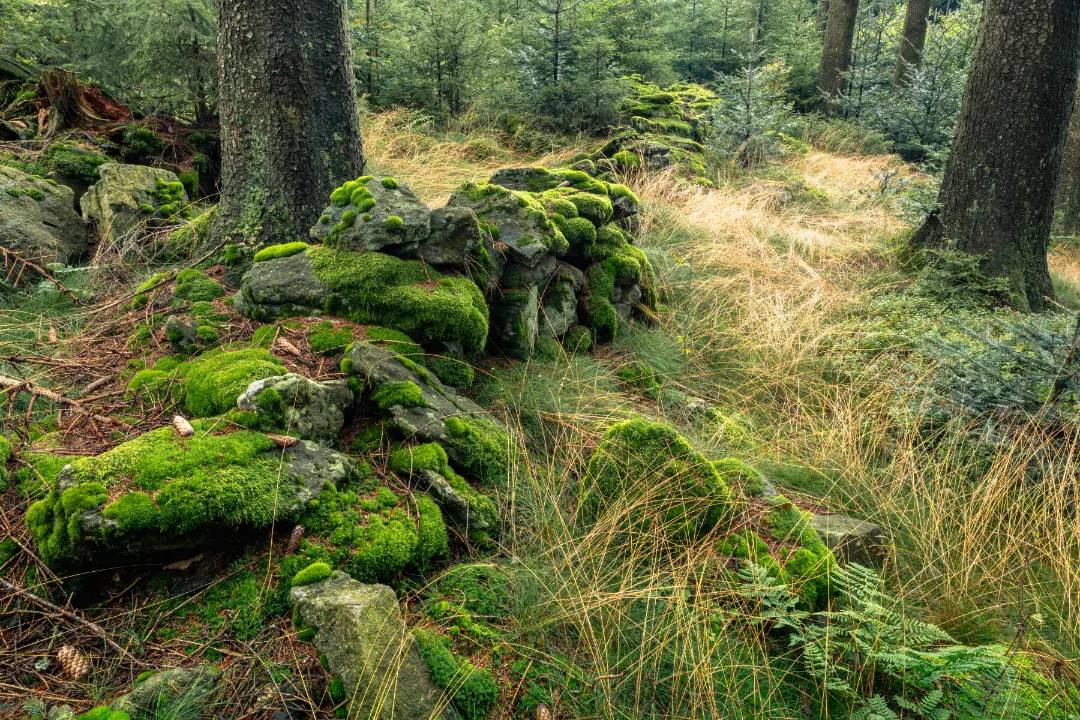 Wunderschöner Wald am Hadriwa Höhenweg im Bayerischer Wald